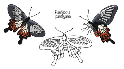 Pachliopta pandiyana