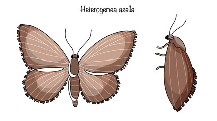 Heterogenea asella