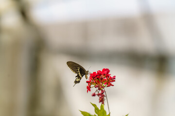 Butterfly is eating a red flower