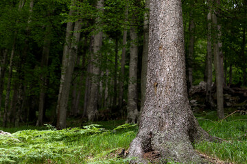 dettagli degli alberi decidui e delle conifere di un bosco con vegetazione mista nel nord Italia, di giorno, nella penombra, in estate