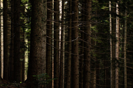 vista dettagliata dei tronchi degli alberi di una foresta di abeti nella penombra