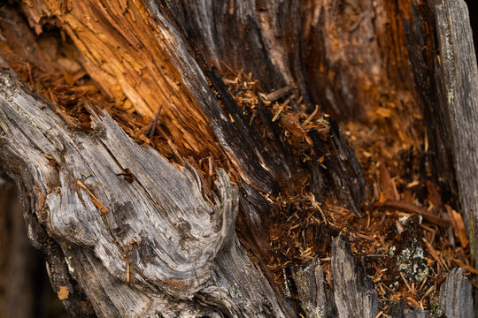 vista macro della parte superficiale della corteccia di un albero rovinata e rotta