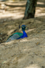 Blue and green peacock is laying in the sand