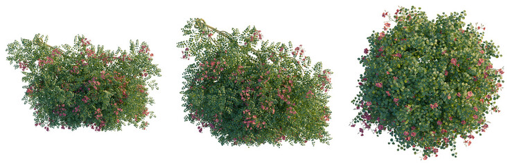 Campsis grandiflora tree plan, top view, cutout, transparent background, isolate, Blooming pink...