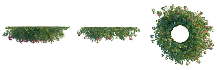 Campsis grandiflora tree plan, top view, cutout, transparent background, isolate, Vibrant...