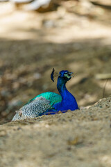 Blue and green peacock is laying on the ground