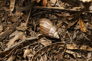 Shell is laying on the ground in a pile of leaves