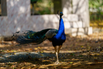 Blue peacock stands in the dirt, looking up at the sky