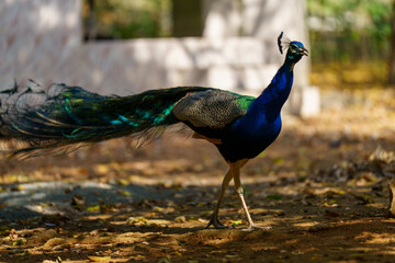 Peacock is walking in the dirt