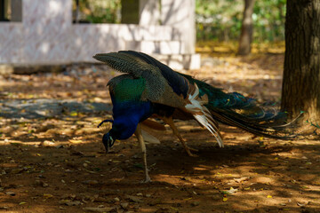 Peacock is walking on the ground with its tail spread out