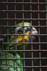 A green and yellow parrot is peering through a wire cage