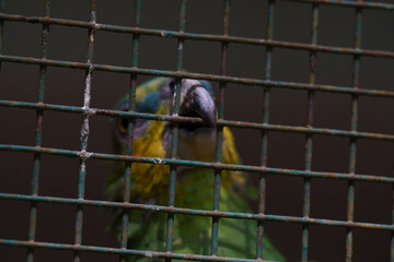 A bird is peeking through a wire fence