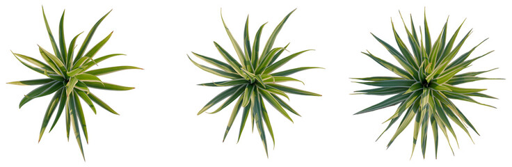Bright edge yucca tree plan, top view, cutout, transparent background, isolate, Beautiful Dracaena fragrans 'Massangeana' Corn Plant, vibrant green leaves, indoor plant, botanical
