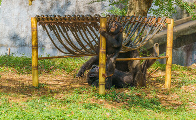 Baby monkey is playing with a rope in a cage