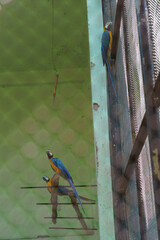 Three parrots are perched on a wire