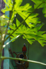 A colorful parrot is perched on a birdhouse in a lush green plant