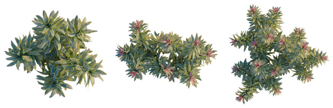 Euphorbia ascot rainbow tree plan, top view, cutout, transparent background, isolate, Vibrant Purple and Green Sedum Plant Close-Up, Delicate Succulent Texture, Nature's Beauty