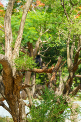 A monkey is sitting on a tree branch in a lush green forest