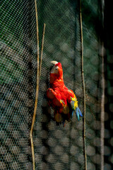 A colorful parrot is hanging from a wire in a cage