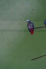 A bird with red feet is perched on a wire