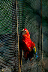A red and yellow parrot is perched on a wire