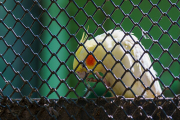 A white bird with red eyes is peering through a chain link fence