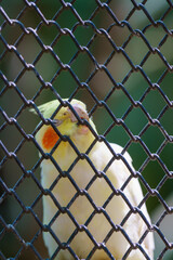 A white bird with a red beak is peering through a chain link fence