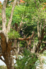 A bird is perched on a tree branch in a lush green forest