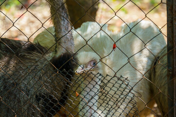 A baby ostrich is peeking out from behind a chain link fence