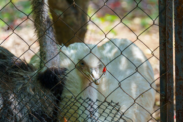 A baby ostrich is peeking out from behind a chain link fence