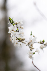 Fototapeta premium Cherry blossom branch with white flowers against a gray sky in springtime