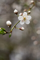 Cherry blossom branch with white flowers against a gray sky in springtime