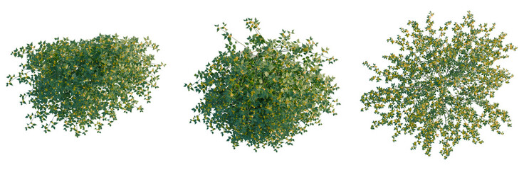 Kerria japonica tree plan, top view, cutout, transparent background, isolate, Detailed Green Branch with Leaves, Natural Texture, Botanical Illustration for Design Elements