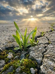 Green plant pushing through crack in asphalt at sunset