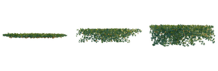 Striped abutilon tree plan, top view, cutout, transparent background, isolate, Close-up of vibrant green fern leaves, detailed texture, natural elegance, botanical beauty, perfect for designs. © KP Stock