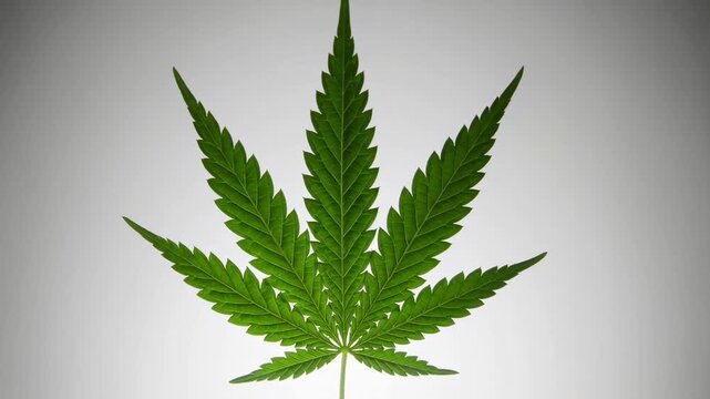 Green cannabis leaf isolated on a white background rotates slightly, providing detailed views of its structure and texture, useful for educational or medical presentations