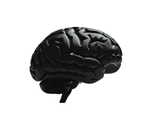 Human Brain Anatomy Closeup View.