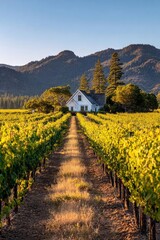 Obraz premium White cottage at the end of a vineyard path, flanked by grapevines with a mountain backdrop in golden-hour light. Concept White cottage at vineyard path, Grapevines flanking the path