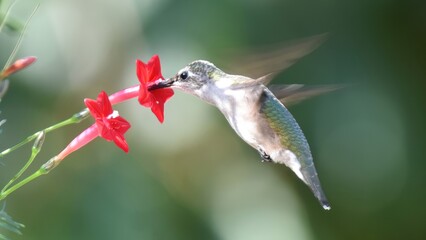 Obraz premium A small hummingbird with iridescent feathers hovers to drink nectar from a vibrant red tubular flower in a garden.