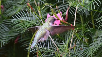 Obraz premium A small hummingbird with iridescent green feathers hovers near a vibrant pink flower, feeding on nectar amidst lush green foliage.
