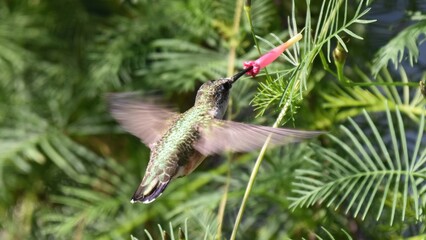 Obraz premium A small hummingbird hovers in mid-air, feeding nectar from a vibrant red flower among lush green foliage.