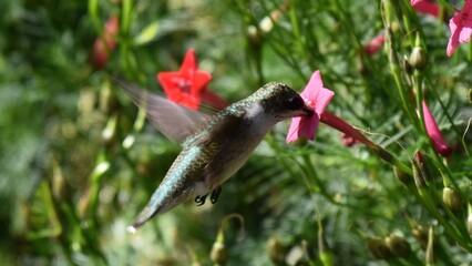 Obraz premium A small hummingbird hovers while feeding nectar from a vibrant red star-shaped flower in a lush green garden.