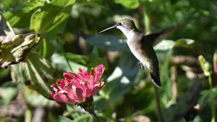 Obraz premium Ruby-throated hummingbird hovers gracefully near a vibrant pink zinnia flower in a sunny garden.