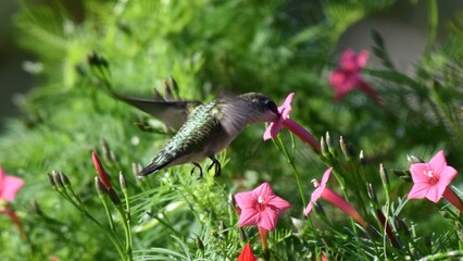 Obraz premium A small hummingbird with iridescent green feathers sips nectar from a vibrant pink trumpet flower amidst lush green foliage.