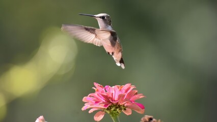 Obraz premium A hummingbird with a white throat hovers near a vibrant pink zinnia flower in a garden setting.