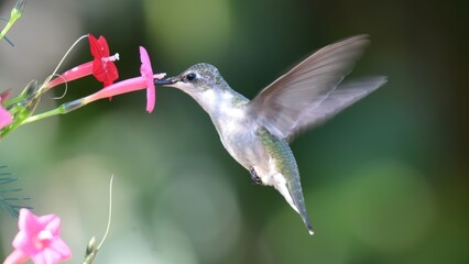 Obraz premium A small hummingbird hovers gracefully, feeding nectar from a vibrant pink tubular flower in a lush garden.