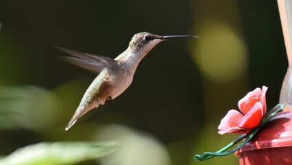 Obraz premium Hummingbird hovering in mid-air near a red flower-shaped feeder in a garden setting.