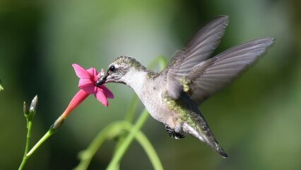 Obraz premium A ruby-throated hummingbird hovers while feeding nectar from a pink trumpet flower in a garden setting.