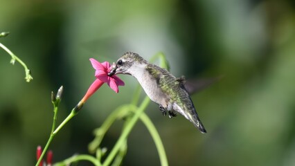 Obraz premium A tiny hummingbird hovers gracefully while drinking nectar from a vibrant pink trumpet flower.