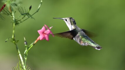 Obraz premium Hummingbird hovering gracefully near a vibrant pink star-shaped flower in a lush green garden.
